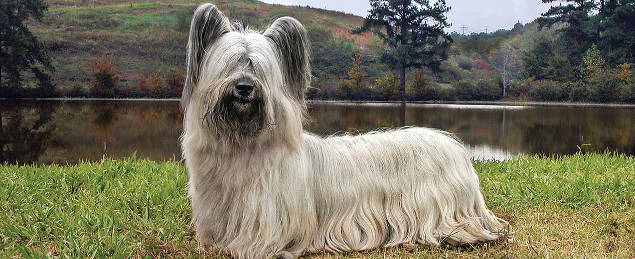 esemplare di Skye Terrier