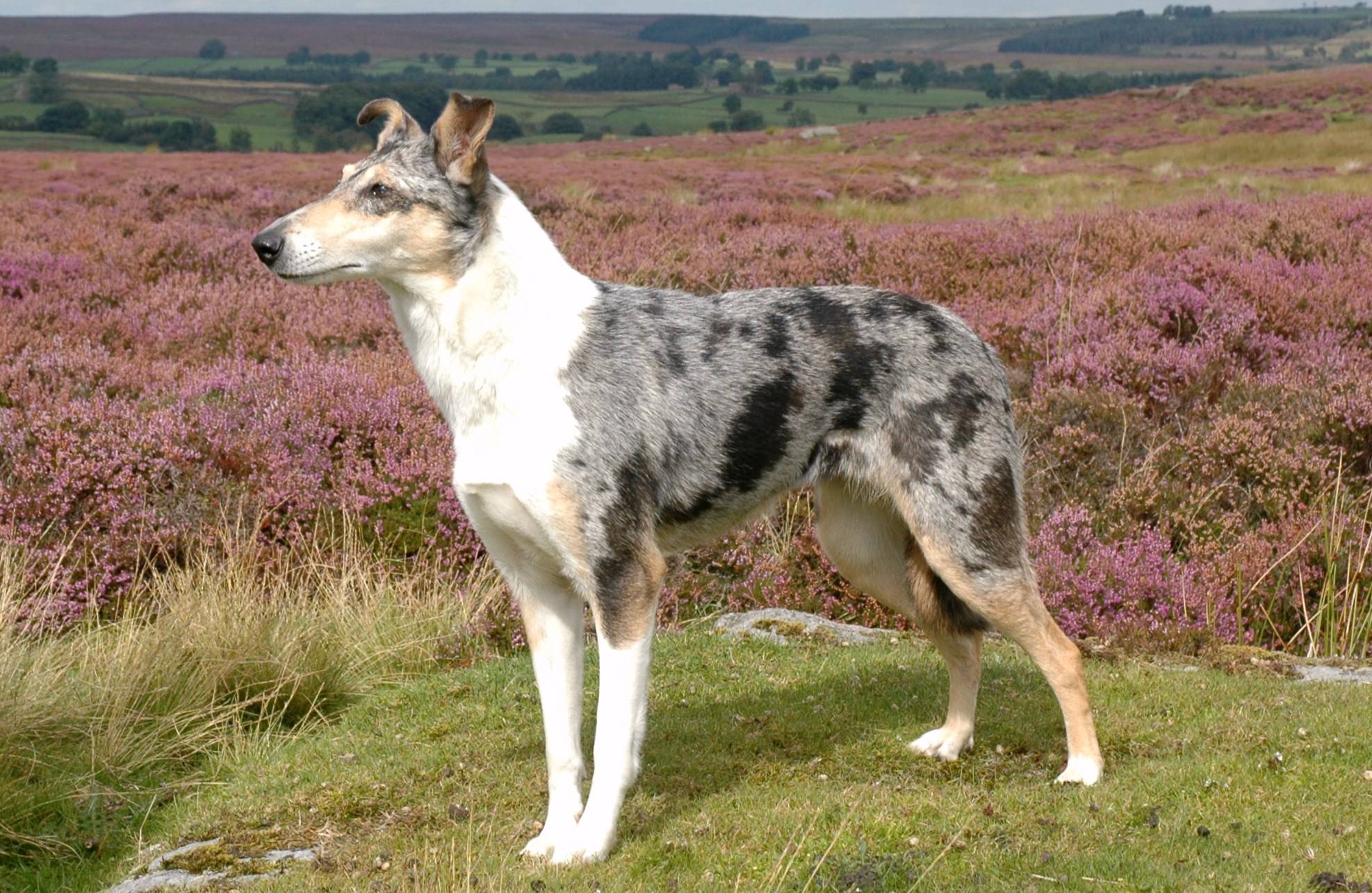 Smooth Collie in campagna