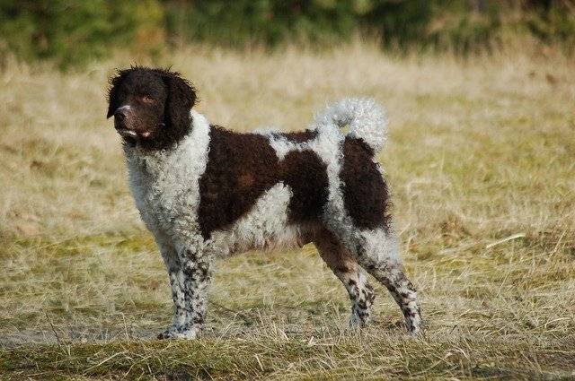 esemplare di Spaniel Olandese