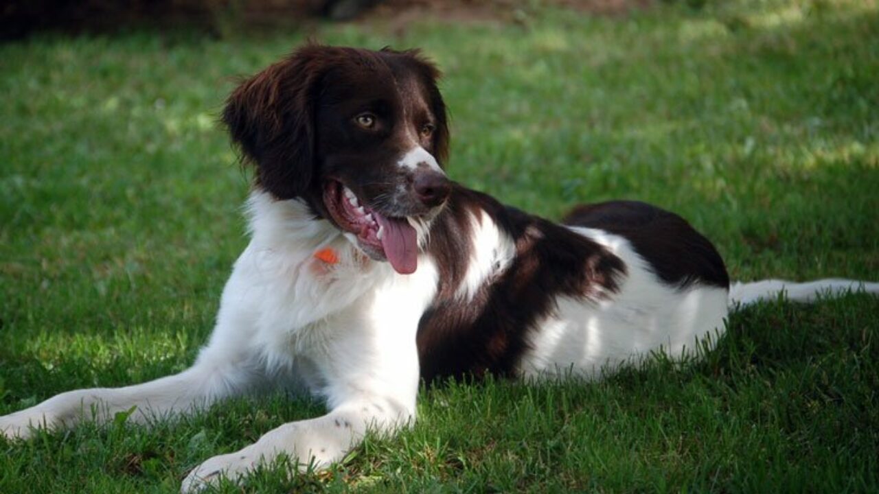 Spaniel Olandese di Drent su prato