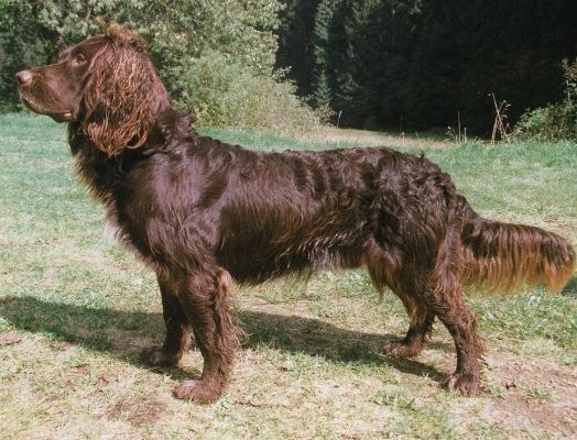 Spaniel Tedesco