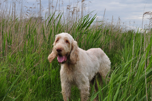 Spinone Italiano nell'erba