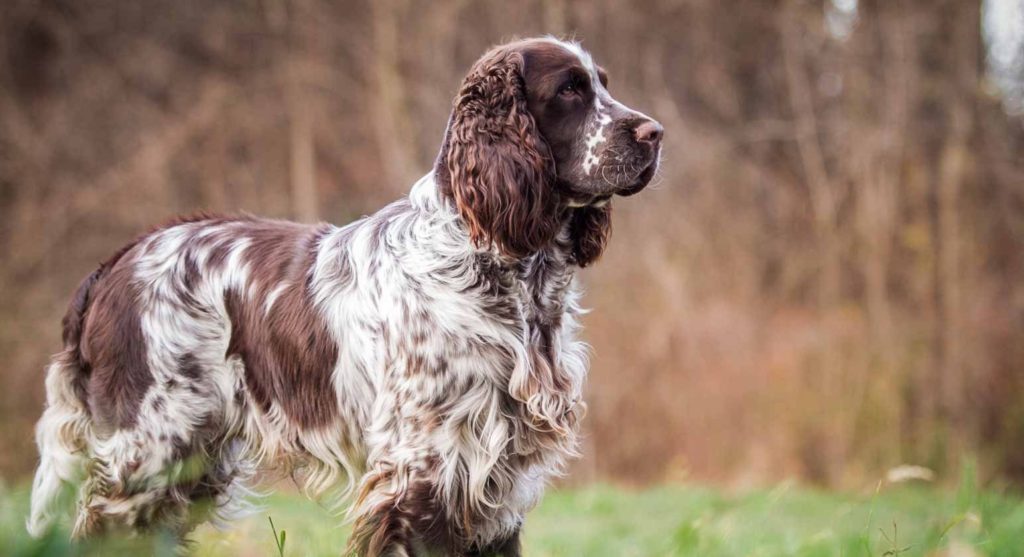 Springer Spaniel