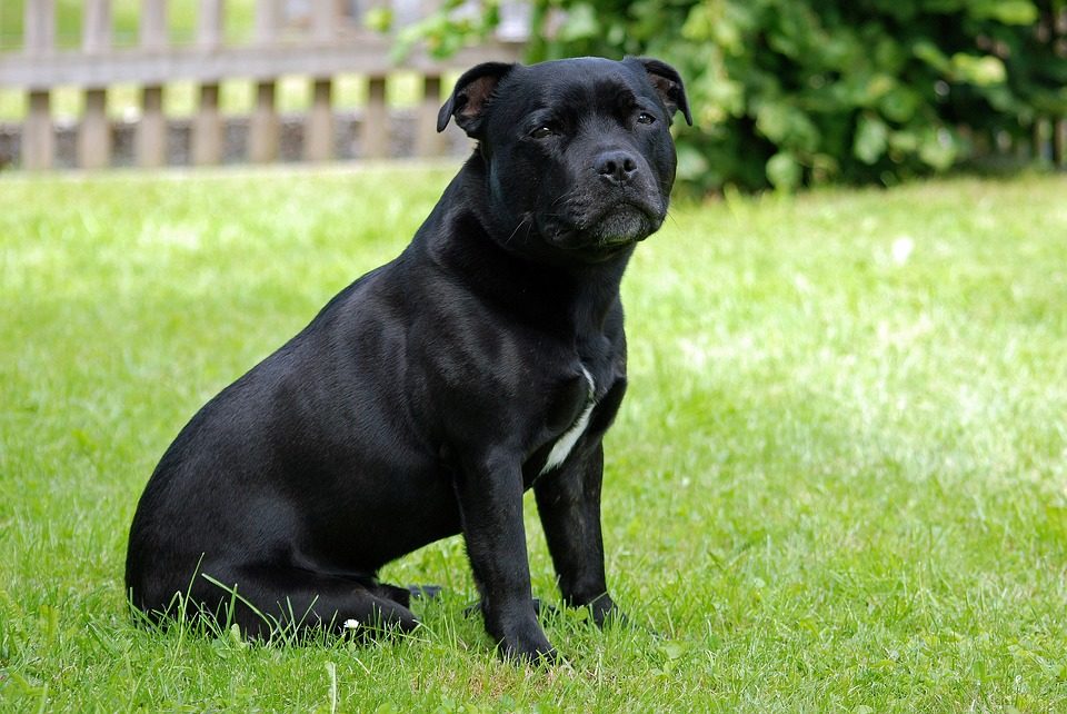 cane Staffordshire Bull Terrier