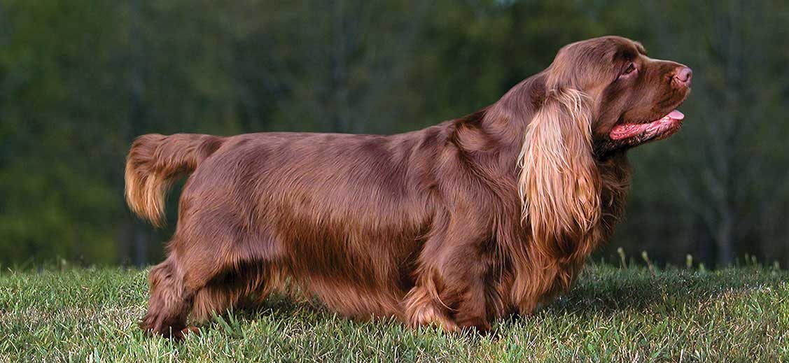 esemplare su prato di Sussex Spaniel