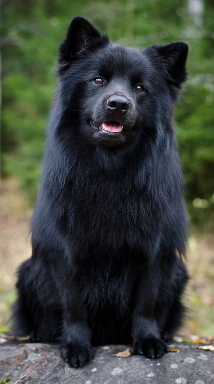 esemplare nero di cane Svensk Lapphund