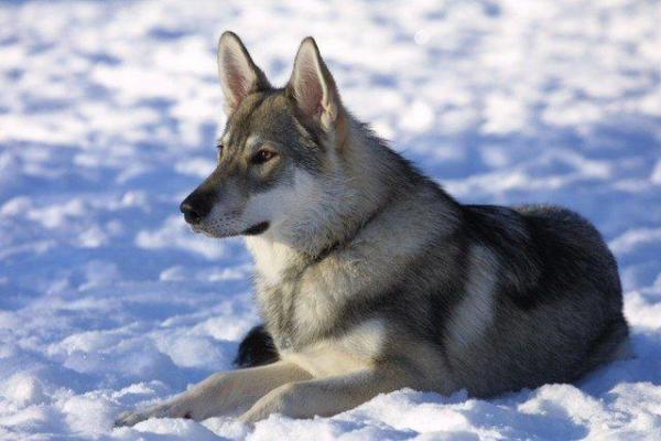 cane Tamaskan sulla neve