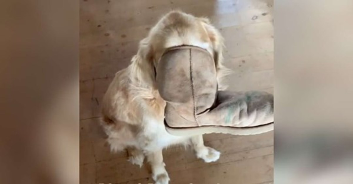 Tater Tot, il Golden Retriever rimasto con il muso incastrato dentro uno stivale (VIDEO)