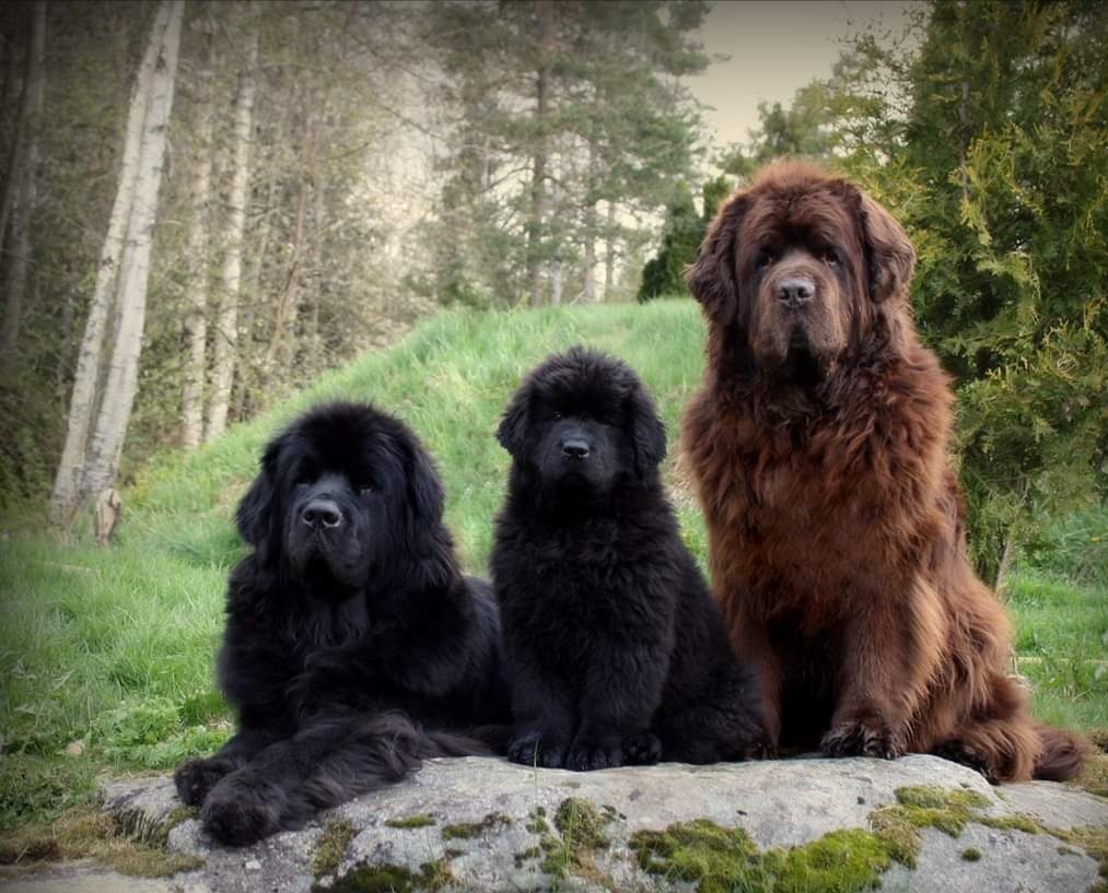 cani terranova nero e marrone