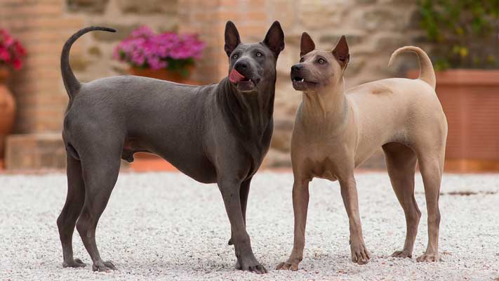 esemplari di Thai Ridgeback