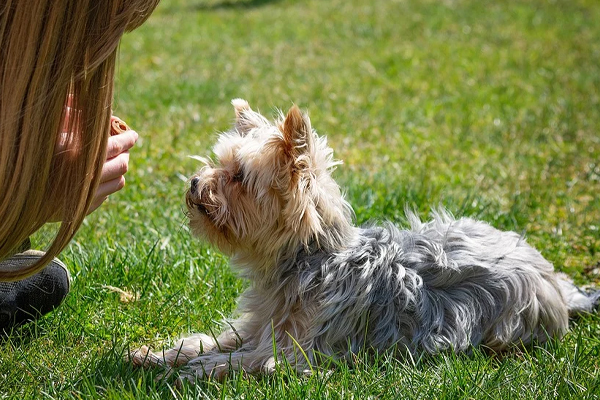 Cane con la sua proprietaria