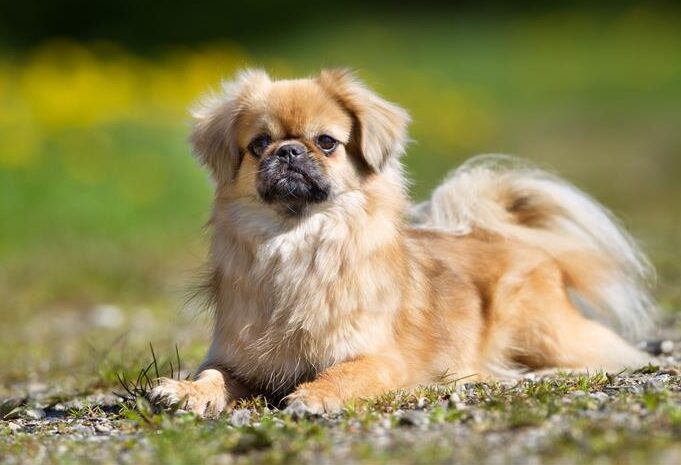 esemplare di Tibetan Spaniel