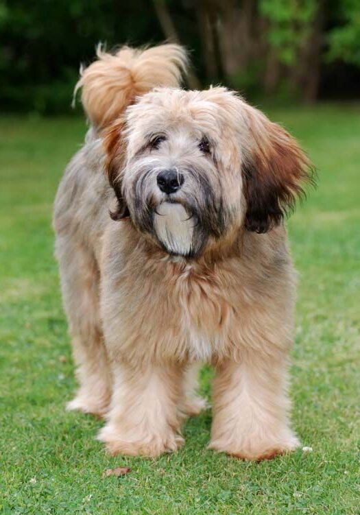 Tibetan Terrier su prato