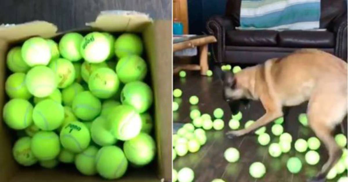 Titus il Malinois che ha ricevuto in regalo 400 palline da tennis