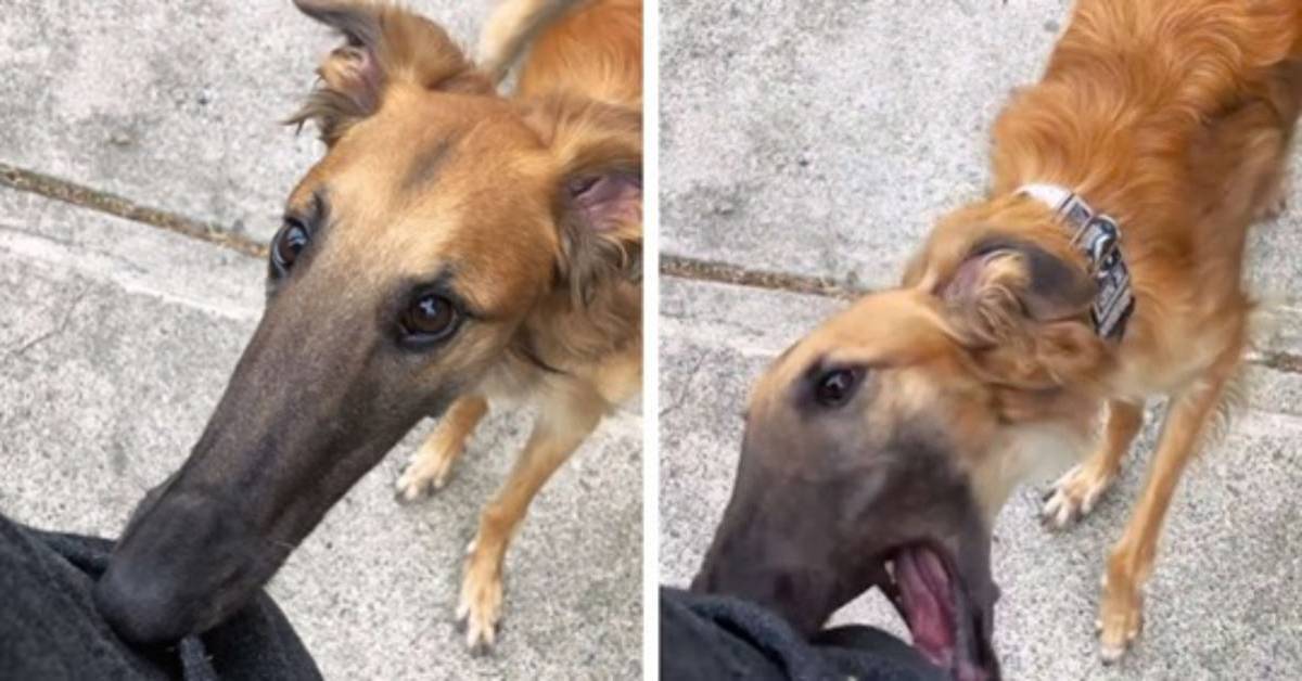 Tupelo, il borzoi borseggiatore del parco (VIDEO)