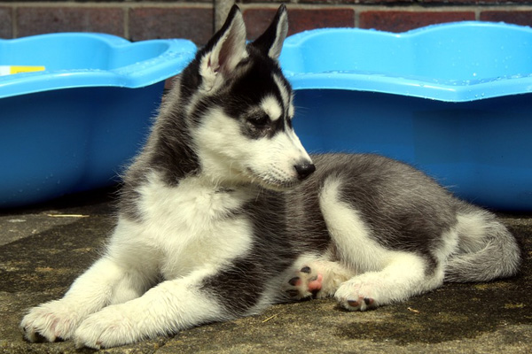 Cucciolo di Husky che osserva