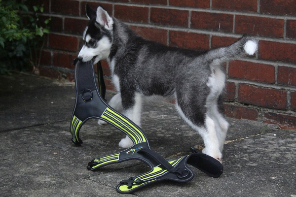 Cucciolo di Husky con pettorina in bocca