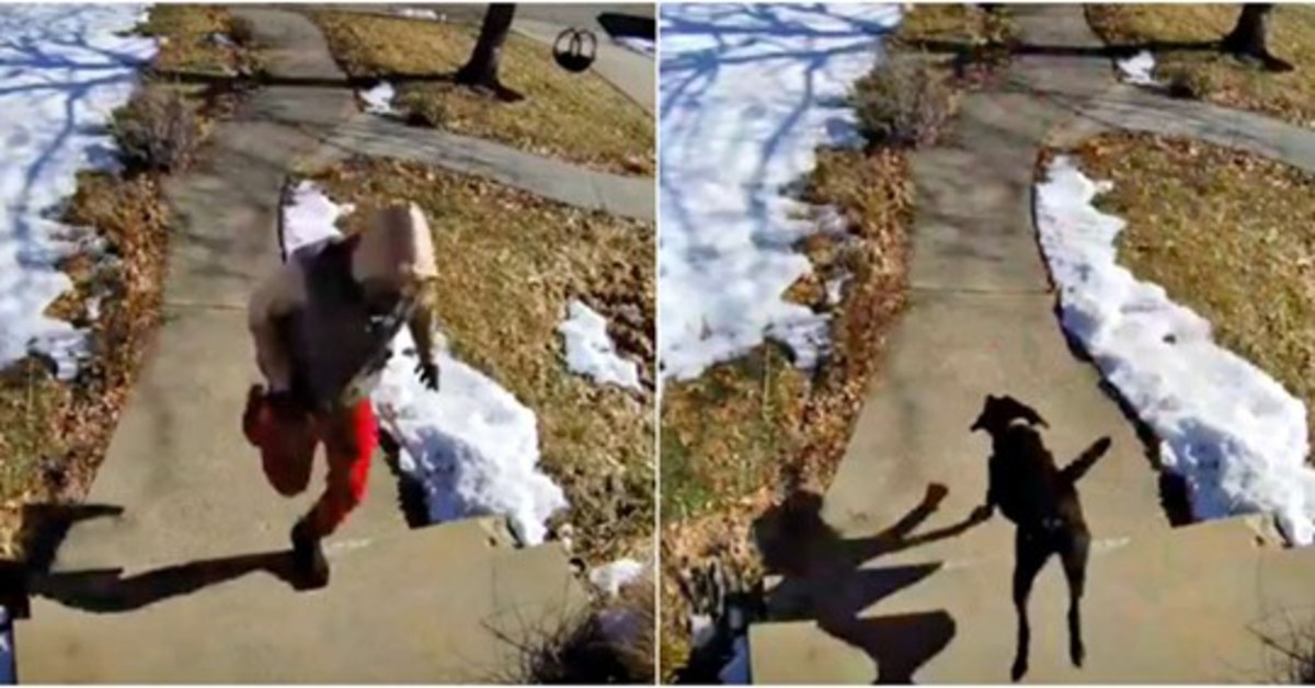 Zero, il Labrador che ha messo in fuga un ladro (VIDEO)