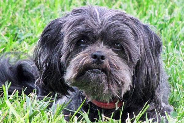 affenpinscher sul prato