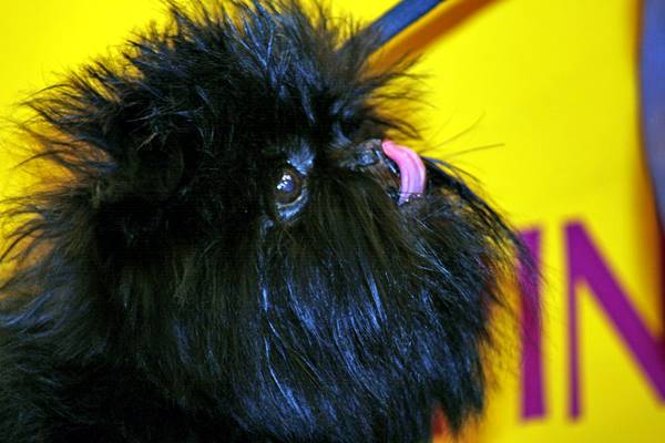 affenpinscher con il muso di scimmia