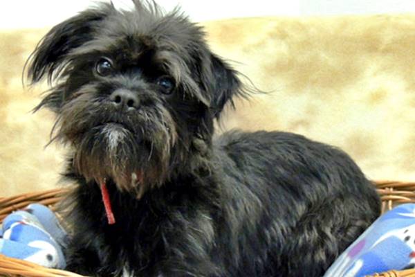 affenpinscher nella sua cesta