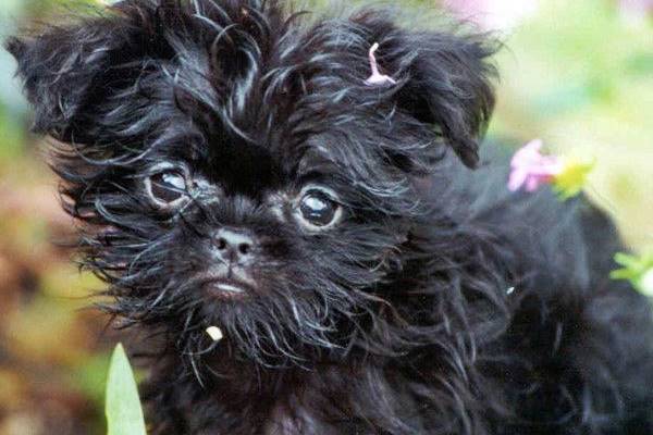 cucciolo di affenpinscher