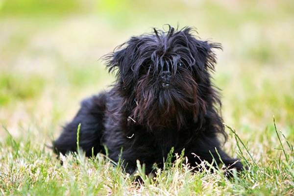 affenpinscher disteso sul prato