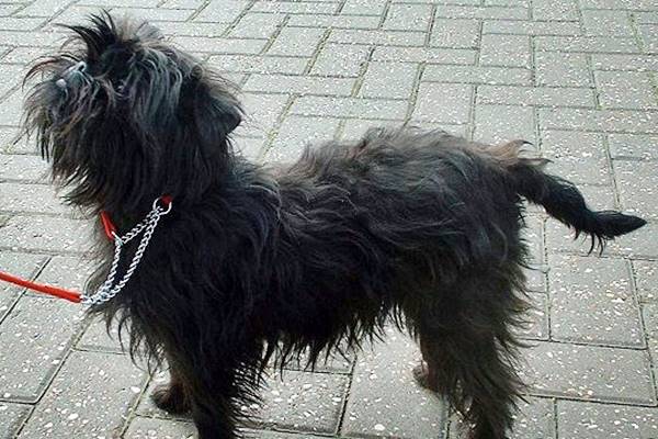 affenpinscher al guinzaglio