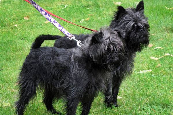 due affenpinscher al guinzaglio