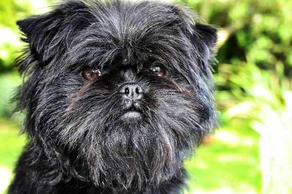 muso dell'affenpinscher