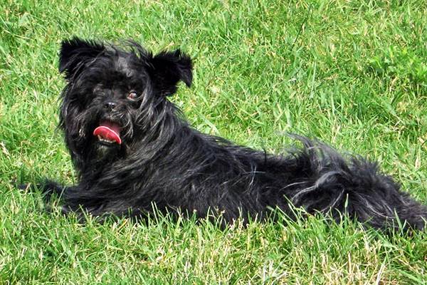 affenpinscher che riposa sul prato