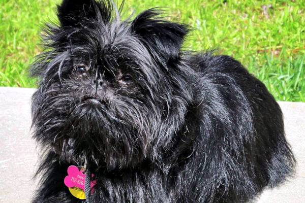 affenpinscher con il collare