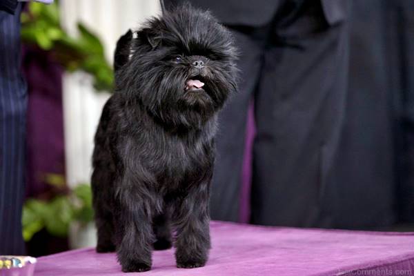 affenpinscher a un concorso di bellezza