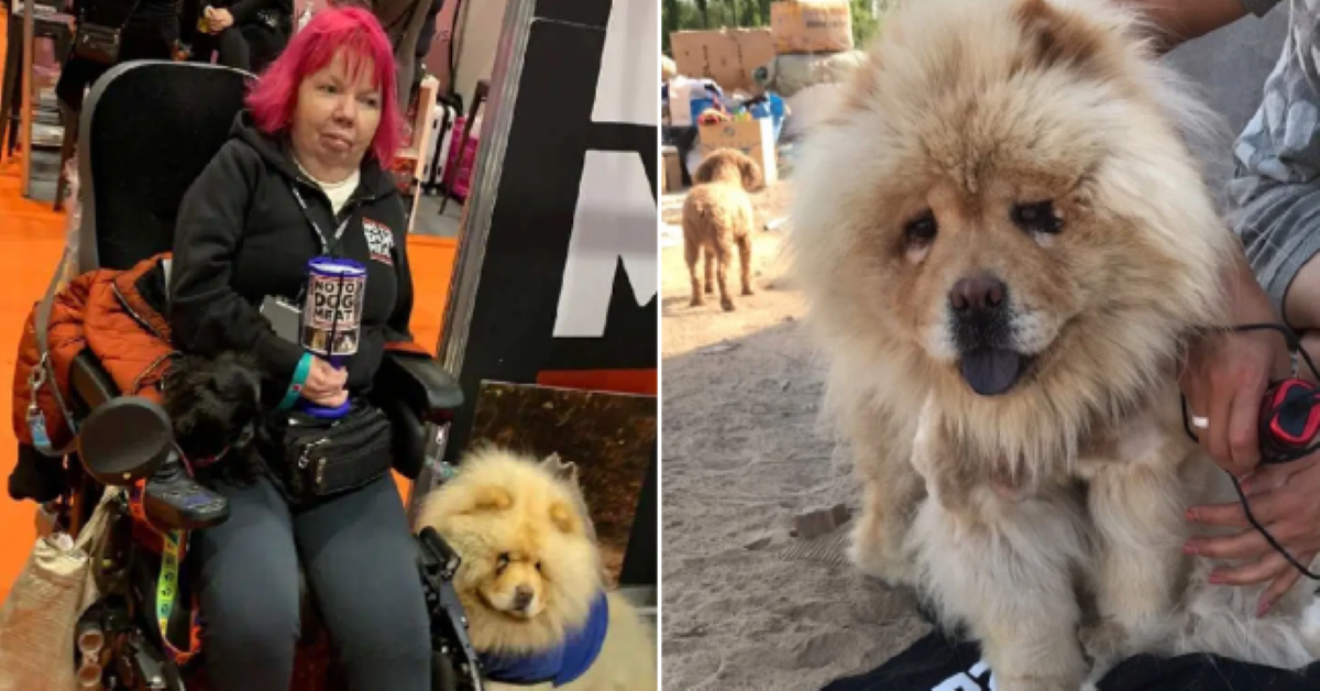 Annabel, Chow Chow sfuggito alla morte, aiuta la sua padrona disabile