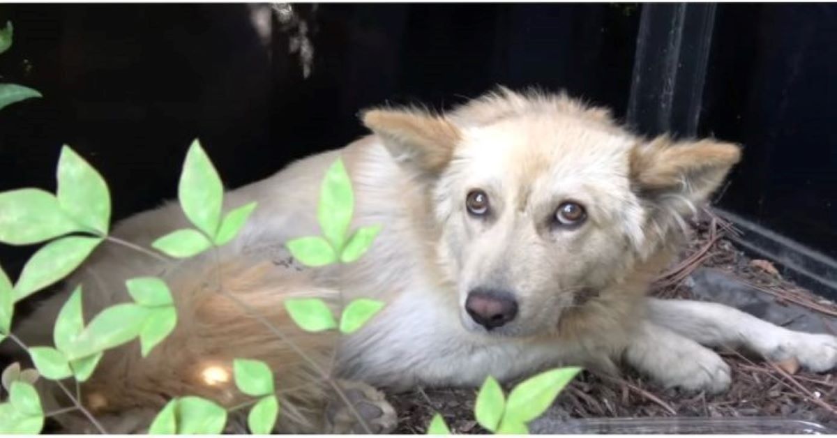 Antonio, il cane abbandonato e poi salvato dalla strada