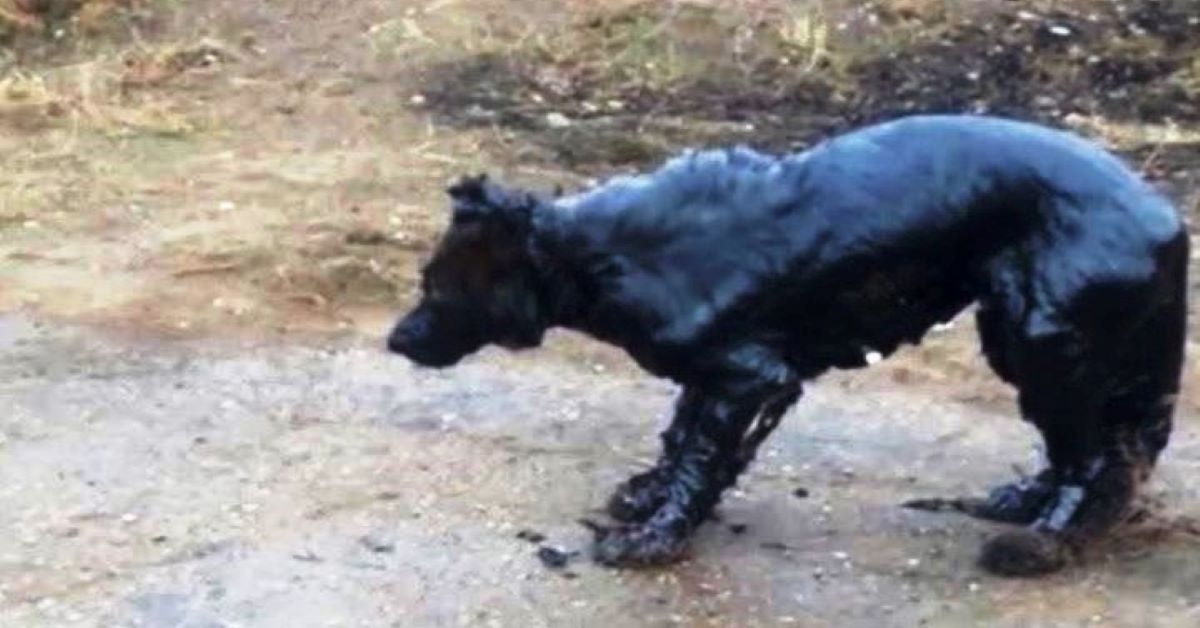 Archie, il cane salvato da un pozzo di petrolio, è rinato