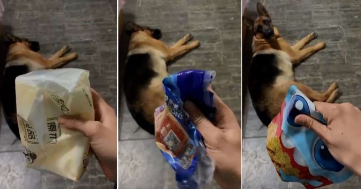 Bud, il Pastore Tedesco che riconosce il rumore dello snack(video)