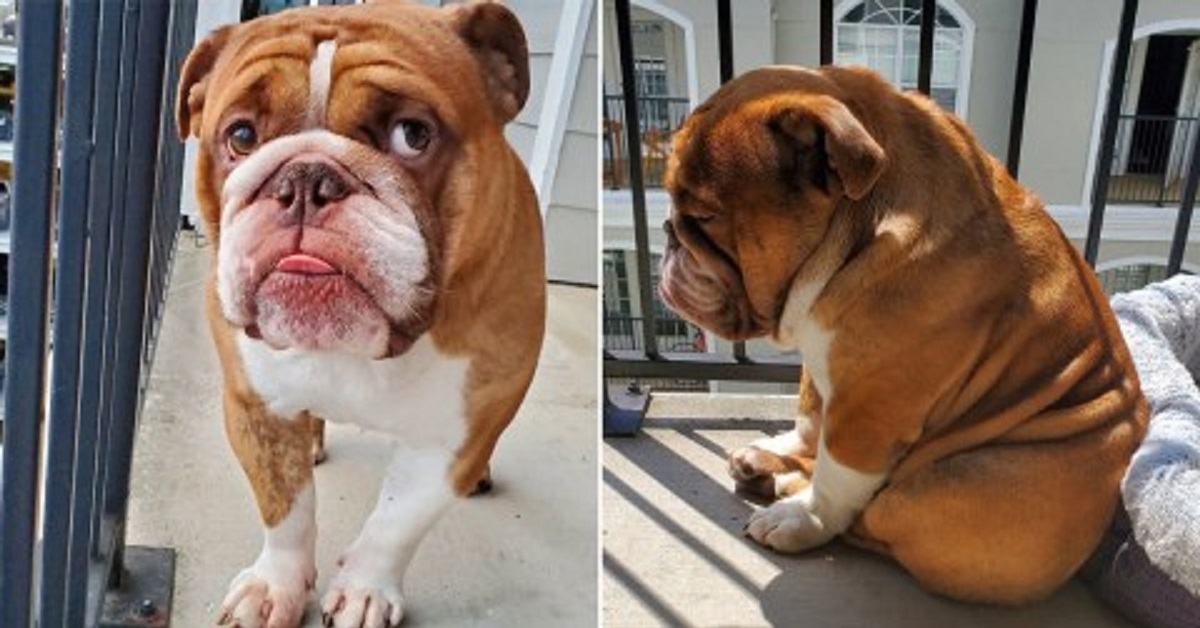 Bulldog inglese è triste perché non può giocare con i bambini (VIDEO)