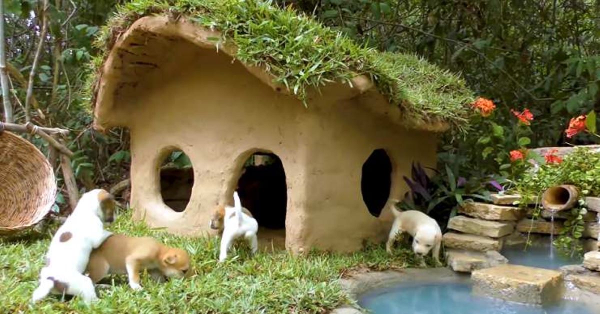 Cagnolini salvati ricevono un villaggio in miniatura per vivere(video)