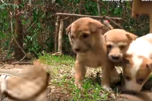 cagnolini salvati video