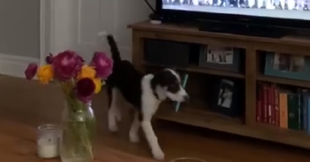 Cagnolino Rudy confuso quando sente il suo nome in TV (VIDEO)