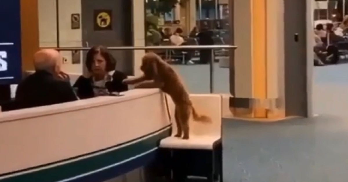 Un cane ha un’insolita voglia di distribuire abbracci (video)