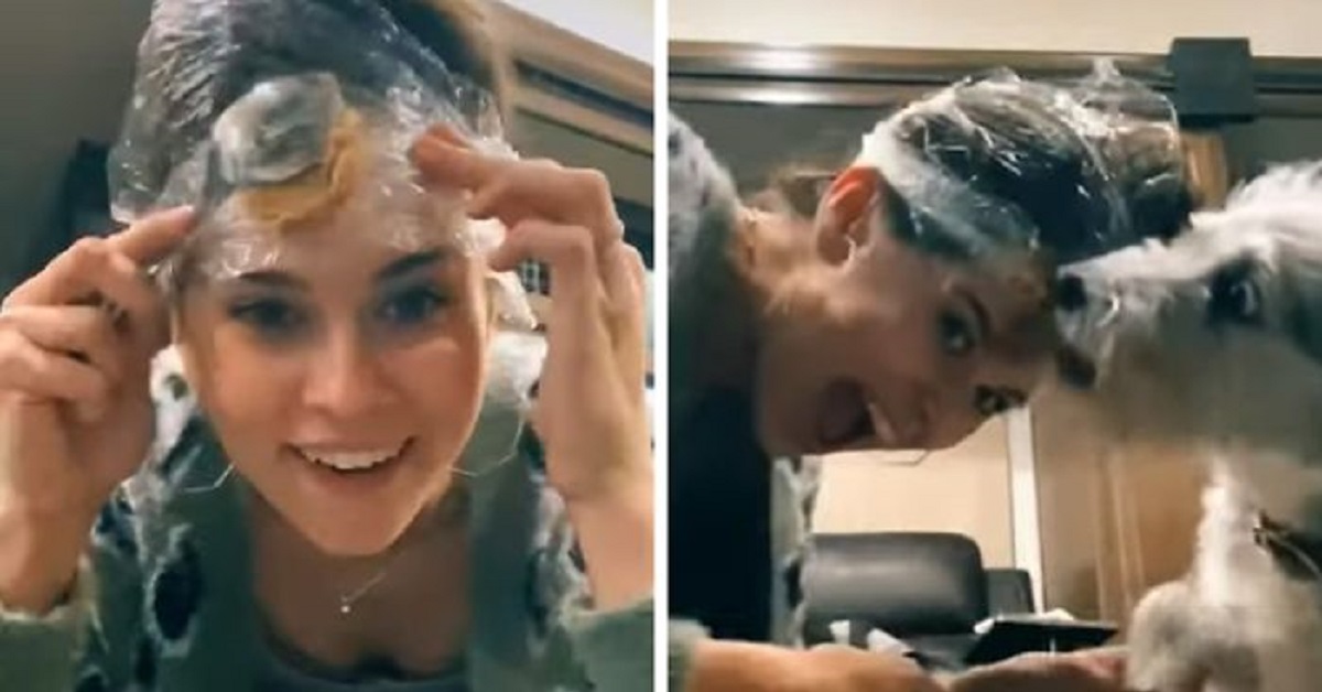 Cane Schnauzer si fa tagliare le unghie grazie al burro di arachidi (VIDEO)