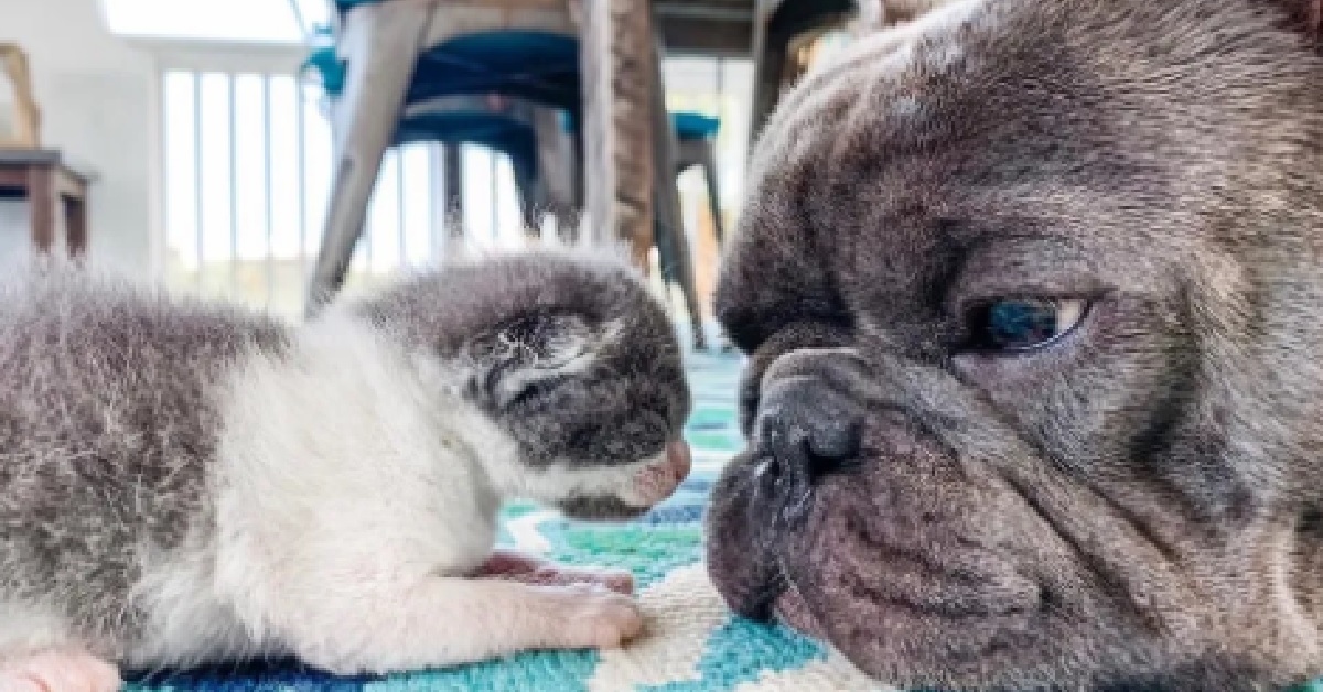 Cani bulldog si prendono cura di un gattino senza madre (VIDEO)