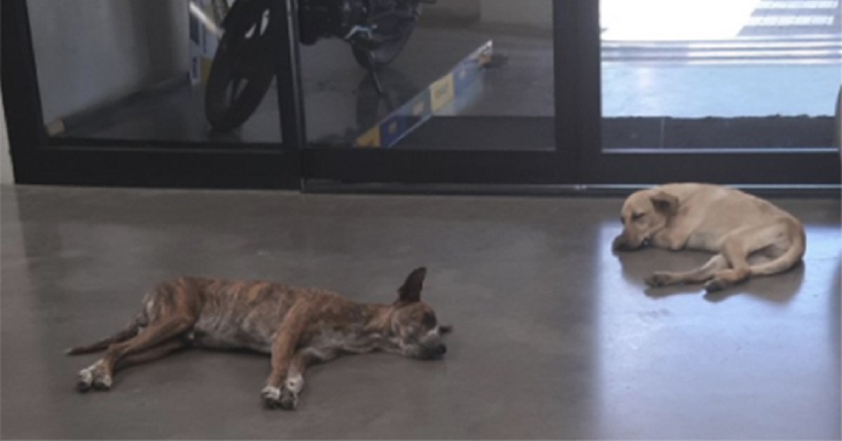 Cani randagi accolti nel negozio per riposare al fresco