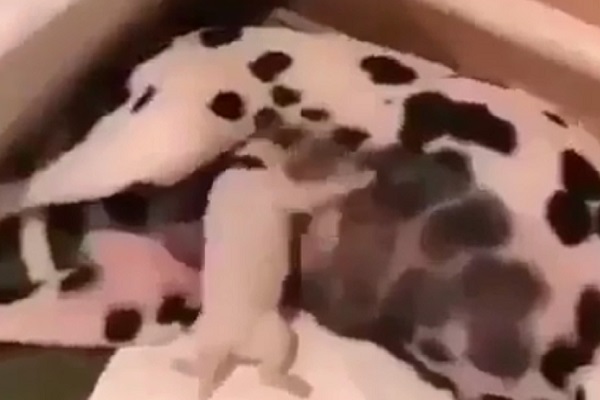 cucciolo dalmata mamma video