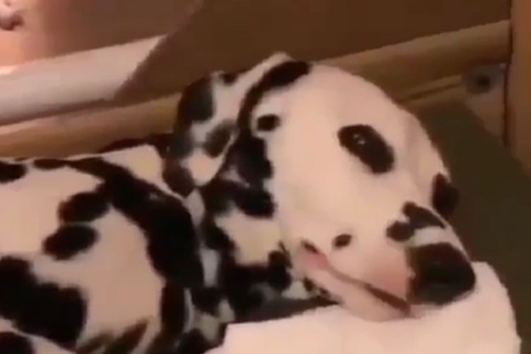 cucciolo dalmata mamma video