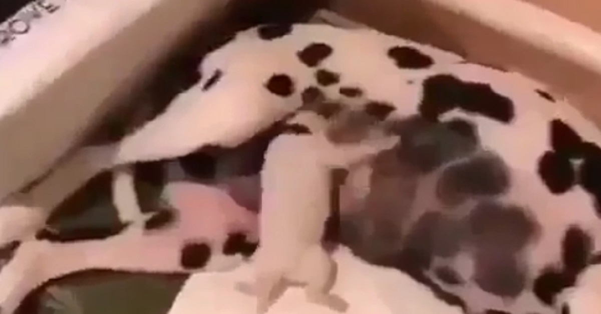 Cucciolo di Dalmata disturba la sua mamma (video)