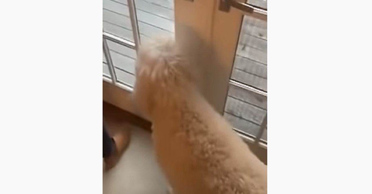Dan, il cagnolino che guarda il ladro del suo giocattolo (video)