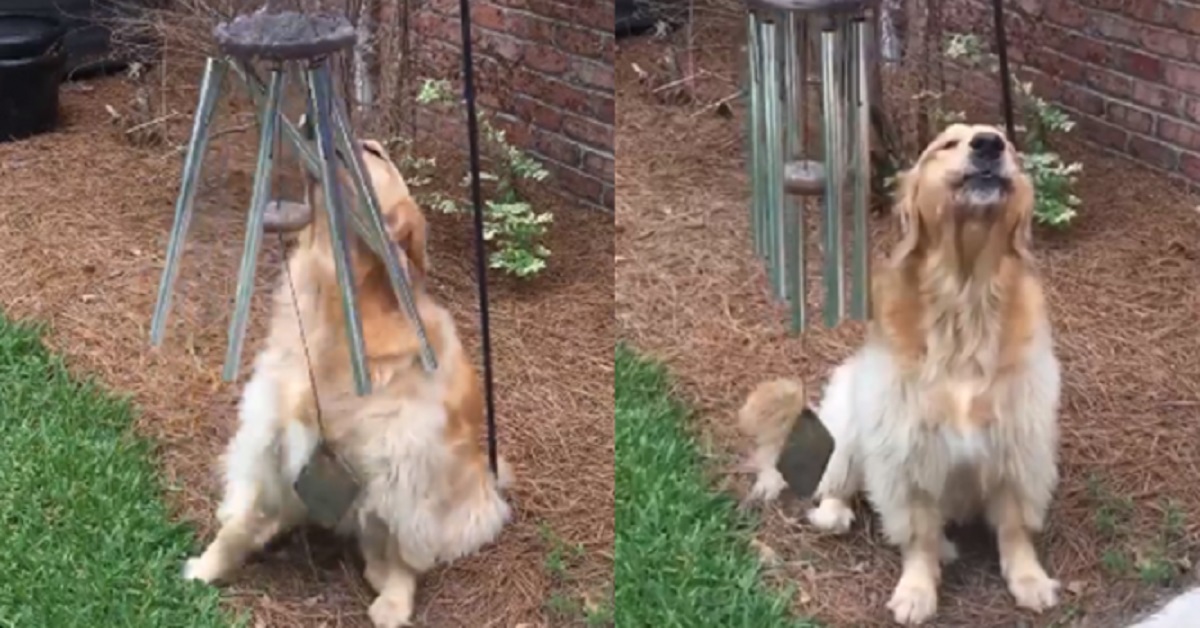 Golden Retriever ama cantare assieme ai campanelli eolici (VIDEO)